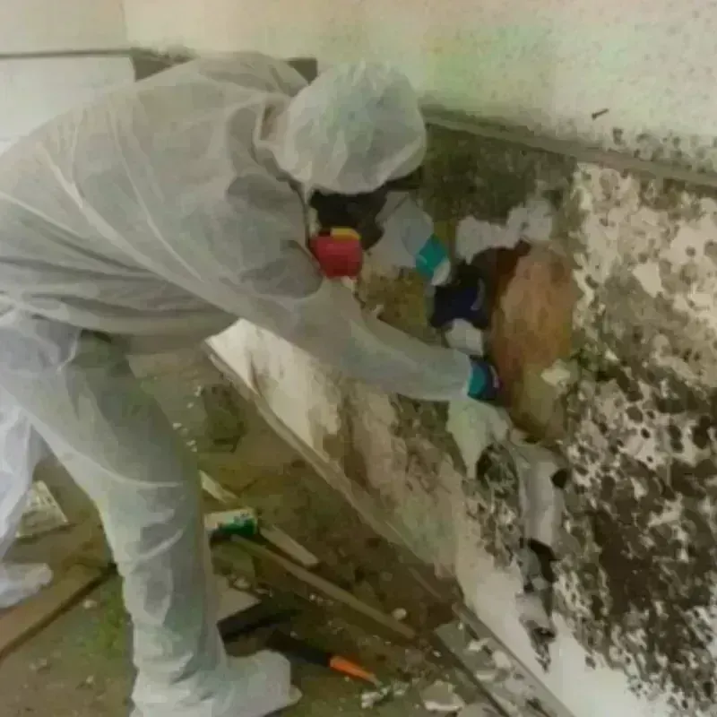 Mold Remediation and Removal in South Alamo, TX